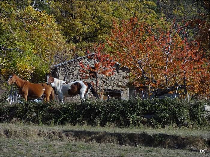 Belle ambiance d'automne aux alentours de Méailles.