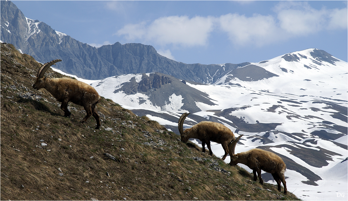 Le Pel Brun (2795 m) en traversée.