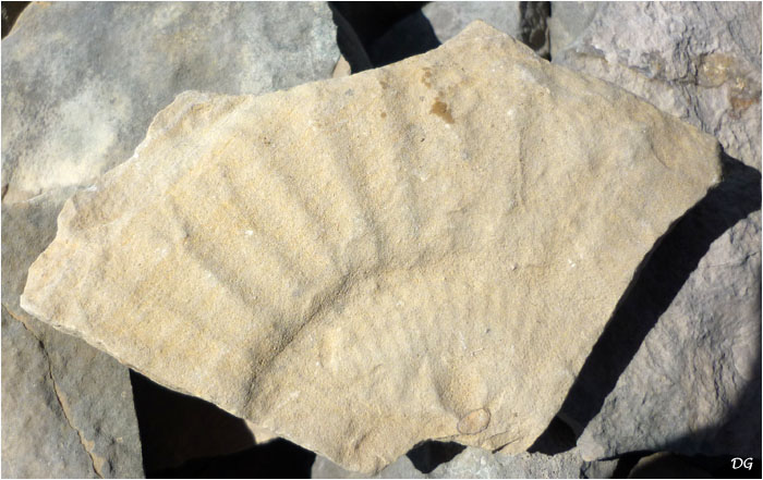 Ammonite.